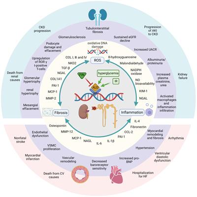 Overview of the safety, efficiency, and potential mechanisms of finerenone for diabetic kidney diseases